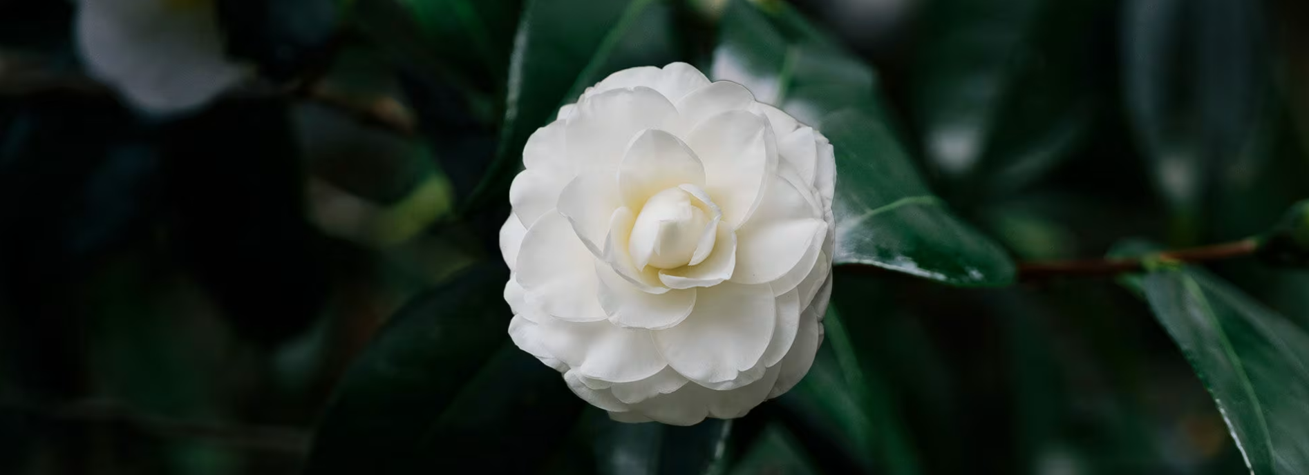 山茶油花開(kāi) 山茶油花開(kāi)